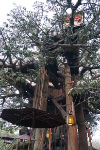 古树下的木质建筑景观