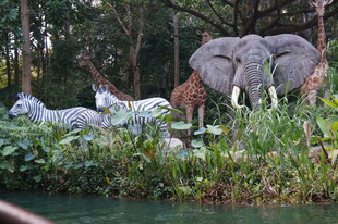 草原上的多样野生动物