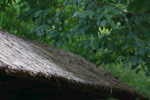 茅草屋顶与葱郁绿植