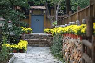 小院石阶旁的缤纷花卉