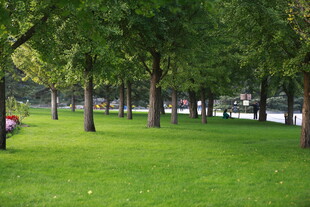 绿意盎然的公园草地