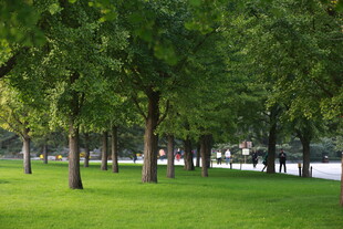 绿意盎然的公园草地