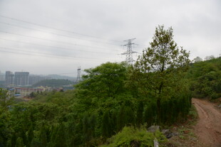 山间小径旁的葱郁绿植