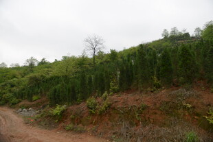 山坡上的绿植与泥土小路