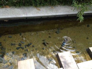 池塘锦鲤嬉戏于木桥边