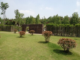 绿意盎然的户外庭院景观