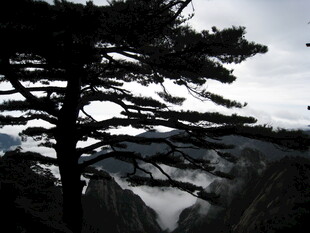 山间孤松 云雾缭绕之景