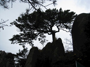 孤松傲立岩石间