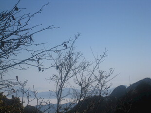 山间枯树映蓝天