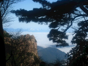 山间云海与苍松美景