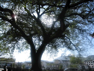 繁茂大树下的宁静景致