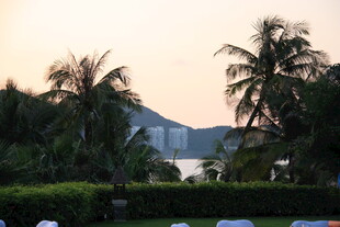 黄昏下的海滨棕榈景观