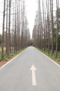 笔直林荫路 前行箭头指引