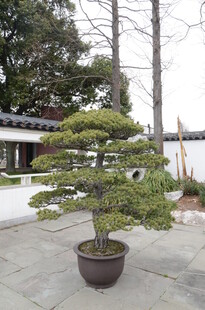 庭院中的精致盆景