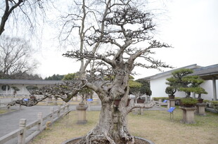 古老苍劲的庭院盆景树