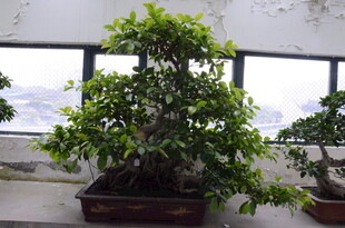 室内盆景 绿意盎然