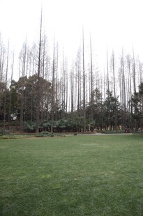 户外开阔草地与树木景观