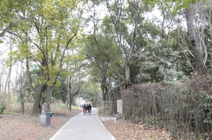 林间漫步小道 悠然惬意