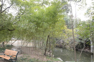 河畔竹林边的休闲长椅