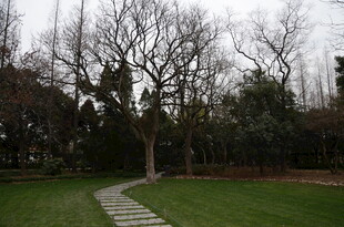 冬日公园小径与光秃树木