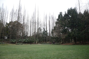 户外开阔草地与树木景观