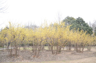 春日黄花树林景观