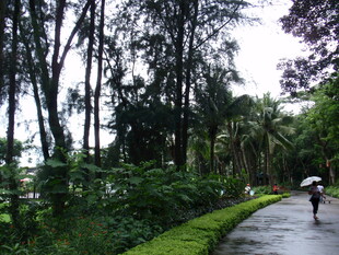 雨中漫步林间小道