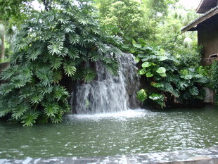 山间小瀑布 绿意环绕之景