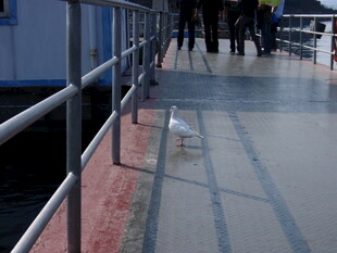 码头步道上的悠闲海鸥