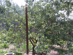 果园中的树木与竖立木杆