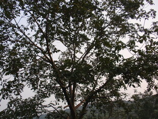 黄昏下的繁茂树木