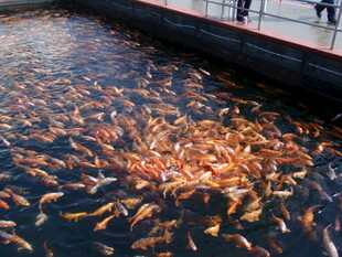 池塘中密集的多彩锦鲤