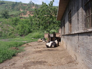 乡村墙边休憩的几头家畜