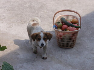 小狗与果蔬篮的温馨画面