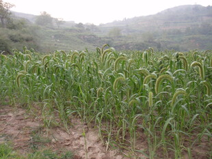 田野中的茂盛玉米植株