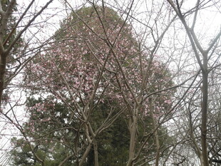 枝头繁花与绿树相映