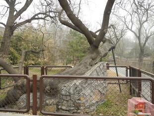 户外围栏旁的自然景致