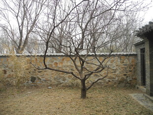 庭院枯树与古朴石墙