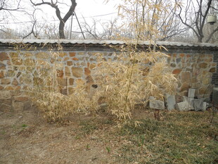 石墙旁的枯黄植物