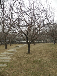 冬日无叶树木的静谧小径