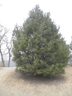 孤植松树于开阔之地