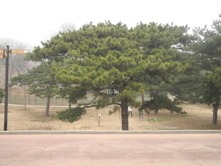 道路旁葱郁树木景观