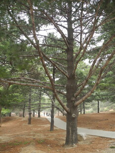 林中挺拔松树景观