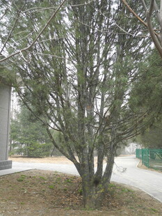 户外单棵树木景观