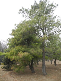 林间绿树 展现自然生机