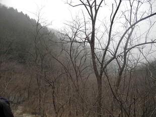 山林间萧瑟的枯树景象