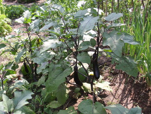 菜园中的茁壮蔬菜植株