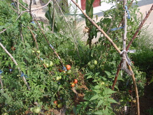 庭院中的繁茂绿植与果实