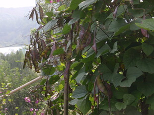 豆角藤蔓生长于田园间