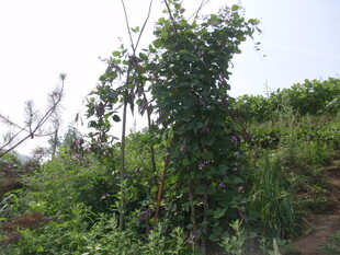 山坡上繁茂的绿色藤蔓植物